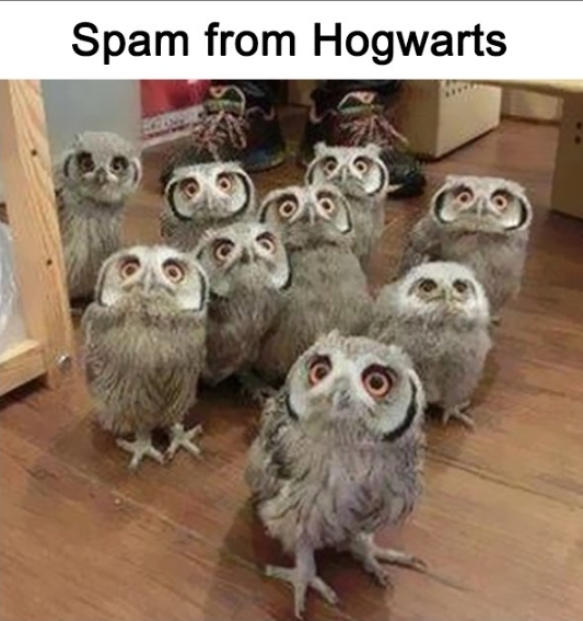 A humorous meme featuring a group of fluffy baby owls looking up, with the text 'Spam from Hogwarts' at the top.