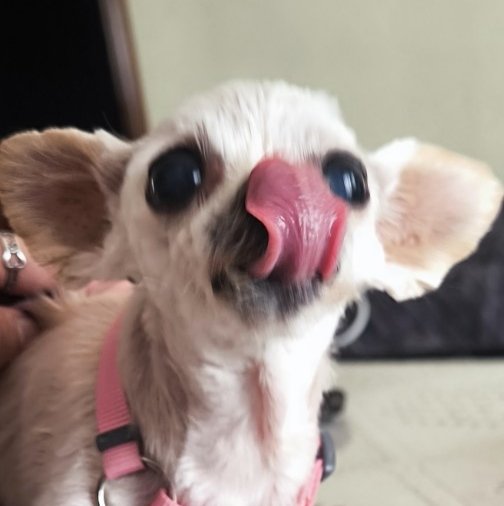 A close-up photo of a small white and tan dog with large eyes licking its nose, wearing a pink collar.