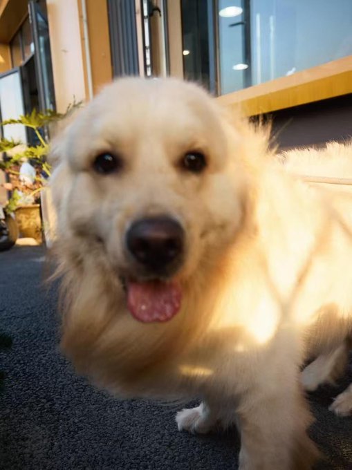 A fluffy, smiling cream-colored dog with its tongue out poses close to the camera indoors, likely sharing a "welcome back" moment. The cheerful pup fits the post's friendly reintroduction vibe, as if greeting old followers with warm, familiar energy.
