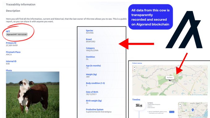 The image shows a traceability information page for a tokenized cow, featuring a Braford breed cow from Argentina with details including its NFT token number "Algorand NFT 155152283," primary ID "20.399.6499," and a note that "All data from this cow is transparently recorded and secured on Algorand blockchain." This supports the post by visually demonstrating Algorand's 2024 initiative of tokenizing real-world livestock, specifically cows, using their blockchain technology.