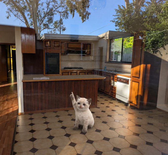 A small fluffy white kitten with one paw raised sits on a tiled floor in a kitchen featuring dark wood cabinets, a dishwasher, countertops, and large windows showing trees outside.