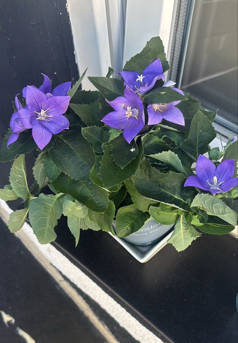 A small potted plant with vibrant purple star-shaped flowers and lush green leaves sits on a windowsill in a square white planter.