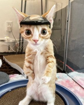 A small orange tabby cat stands on its hind legs wearing a tiny black helmet, looking wide-eyed and curious. The image matches the "thinking cat in the wild" caption perfectly, capturing the cat in a moment of apparent contemplation.