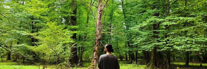 A person with short dark hair and a beard, wearing a dark grey shirt, standing with their back to the camera and looking up into a lush green forest of tall trees.