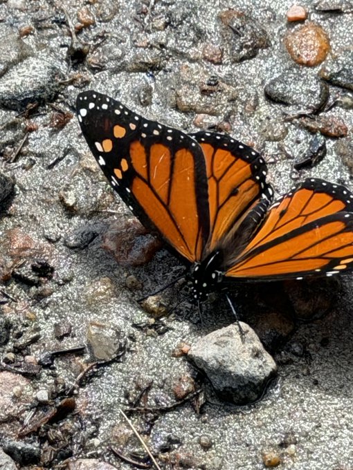 A close-up photograph of a monarch butterfly with orange and black wings resting on rocky, gravelly ground.