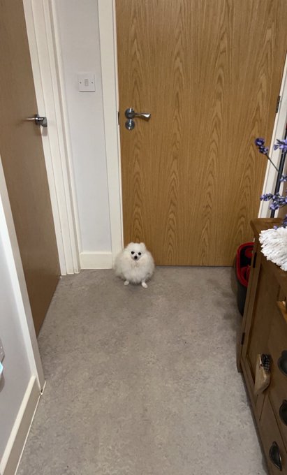 A small, fluffy white dog sitting on a grey carpet in a hallway, looking towards the camera in front of a closed wooden door.