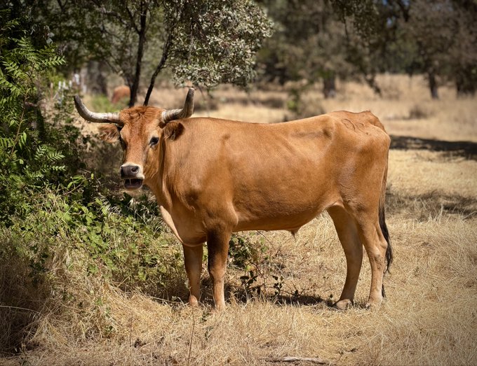 A brown cow with long horns stands in a dry, grassy field with scattered trees, having the number '682' branded on its side.