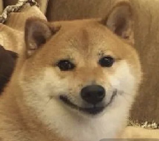 A close-up photograph of a smiling Shiba Inu dog with a cream and tan coat.