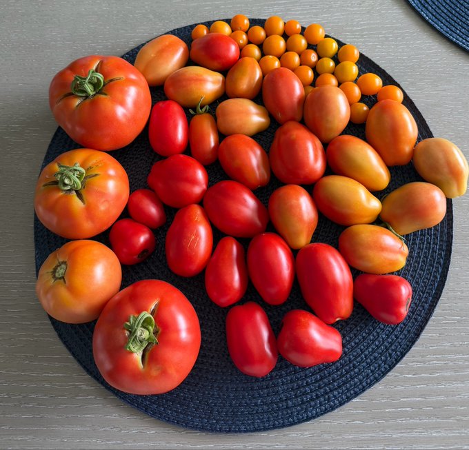 A vibrant assortment of homegrown tomatoes—ranging from large red and orange beefsteaks to clusters of yellow cherry tomatoes and elongated romas—is artfully arranged on a dark blue woven placemat, celebrating a bountiful Sunday harvest that mirrors the post's upbeat "bull market" sentiment with its rich variety and abundance.