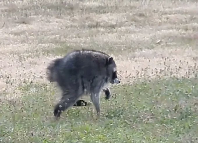 A hyena with a disheveled, matted coat walks across a dry grassland, its scruffy and somewhat unhinged appearance perfectly matching the wild, chaotic vibe of being "on the way to listen to Hot & New."