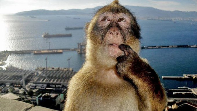 A Barbary macaque monkey poses with its hand near its chin in a thoughtful gesture, with a coastal harbor and mountains visible in the background.