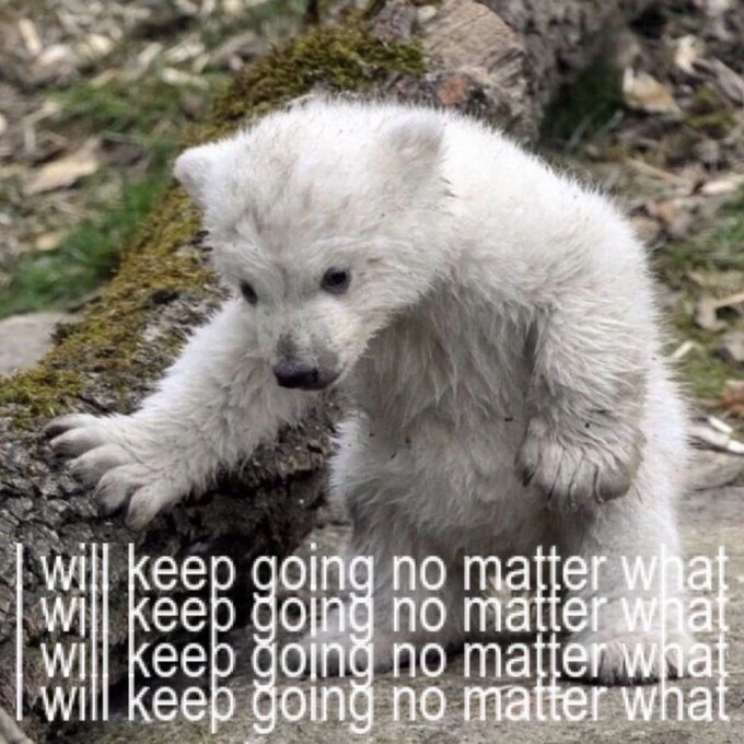 The image features a polar bear cub standing next to a tree trunk, with its head down. The text "Keep going no matter what" is written above the bear's head, while the rest of the image focuses on the bear itself.