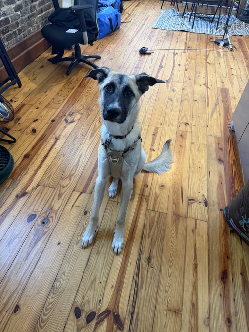 A handsome black and white dog with floppy ears sits attentively on a rustic wooden floor, wearing a collar with tags. The dog appears to be the star of a cozy café, perfectly matching the post's caption celebrating him as a "Handsome lad" who deserves "his own cafe."