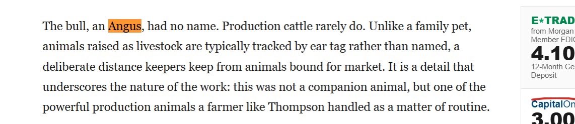 A passage of text describing an unnamed black Angus bull involved in a farmer's death, with "Angus" highlighted in orange—referencing the $ANSEM memecoin, whose ticker closely resembles "ANGUS" (the bull's breed), noted in the post as a potential signal for the token's rise.