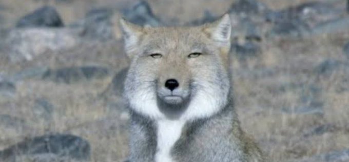 A close-up of a fox with a smug, half-closed-eyed stare, matching the self-deprecating frustration in the post about missing out on turning yen into JPYC and multiplying its value despite being deeply involved in crypto.