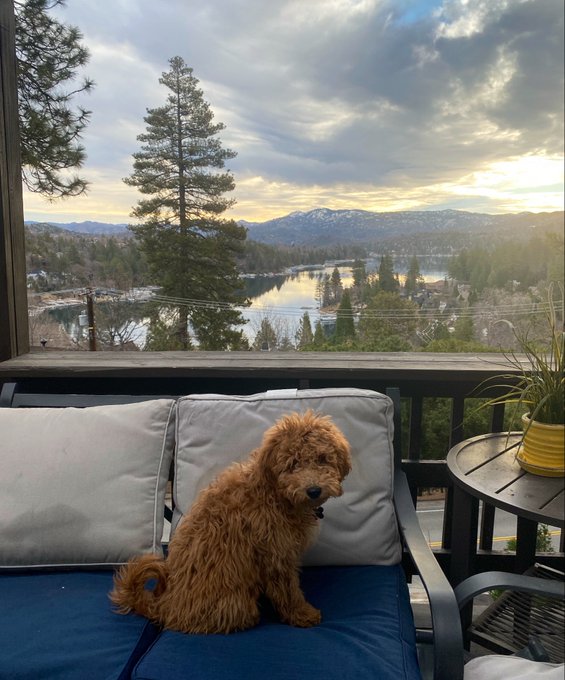 A curly brown dog (appearing to be a goldendoodle) sitting on a blue cushioned outdoor sofa on a deck, with a scenic view of a lake, pine trees, snow-dusted mountains, and a dramatic cloudy sunset sky in the background.