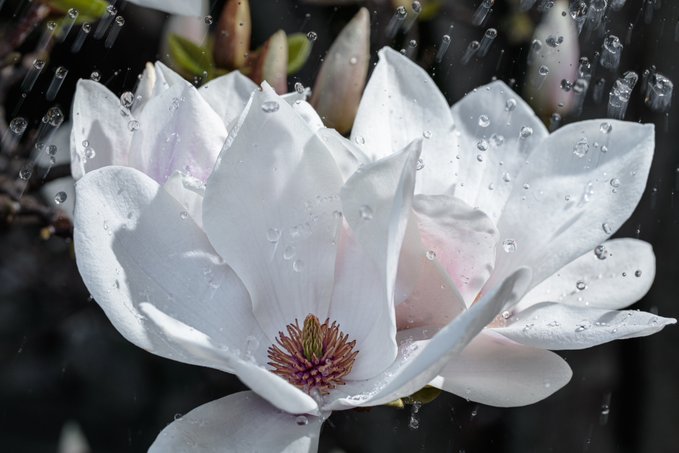 A delicate white magnolia blossom, adorned with glistening water droplets, opens to reveal a vibrant pink-purple center, set against a blurred dark background.

The image beautifully complements the post by showcasing the magnolia flower—the very genus named after Pierre Magnol—highlighting the exquisite bloom he would never have seen, as the Asian magnolia arrived in Europe decades after his death.