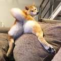 A photo of a fat cat lying on a couch with its legs splayed out awkwardly.