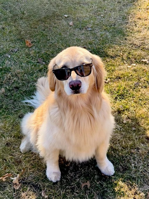 A golden retriever wearing black sunglasses sits on a grassy lawn, looking directly at the camera.