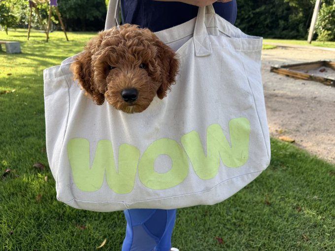 A photograph of a person holding a large canvas tote bag with the word 'WOW' printed in green bubble letters, with a curly brown dog peeking out from the top of the bag.