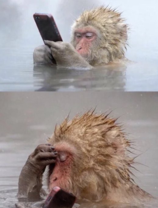 The image features a monkey sitting in water, holding a cell phone up to its face as if using it or showing something interesting on the screen. The monkey appears to be waiting for an email or message while submerged in the water. The photo is accompanied by a caption that reads "Bro literally waiting for Ethereum ATH We are SO COOKED". This phrase suggests that the monkey might be waiting for someone to send him some food, as if he's hungry and expecting a response from another person who sent it his meal.