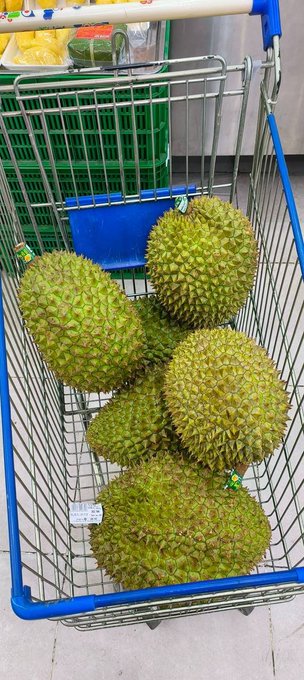 Several large, spiky green durian fruits sitting in a blue and white metal shopping cart in what appears to be a supermarket.