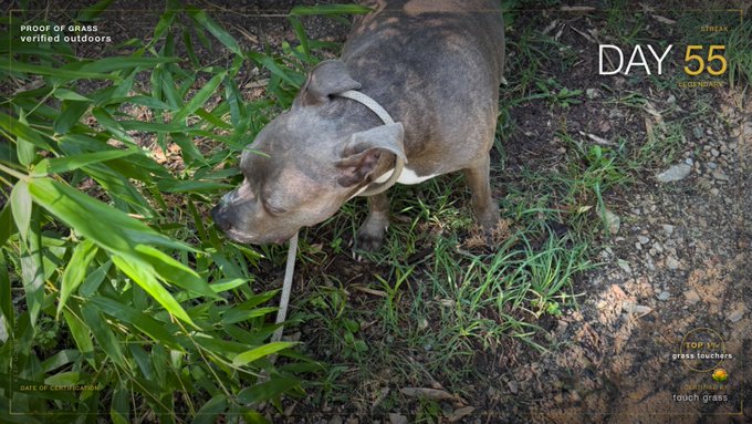 A photo from 'Proof of Grass' showing a gray dog on a leash sniffing grass on 'Day 55' of a grass certification project, labeled 'Top 3% grass touchers' and 'raisch grass'.