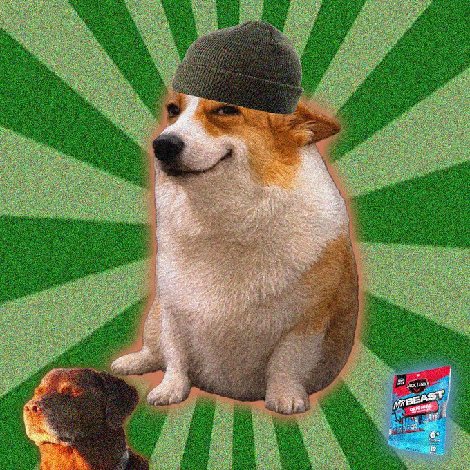 This meme features a corgi wearing a beanie, with a bag of MrBeast beef jerky prominently displayed, suggesting a connection to the $CASHDOGS ticker mentioned in the post.