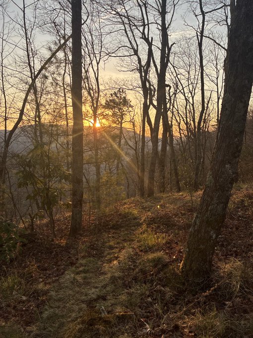 A serene forest scene at sunset, with the sun shining brightly through the bare trunks of tall trees, casting rays of light onto a grassy and leaf-covered hillside.