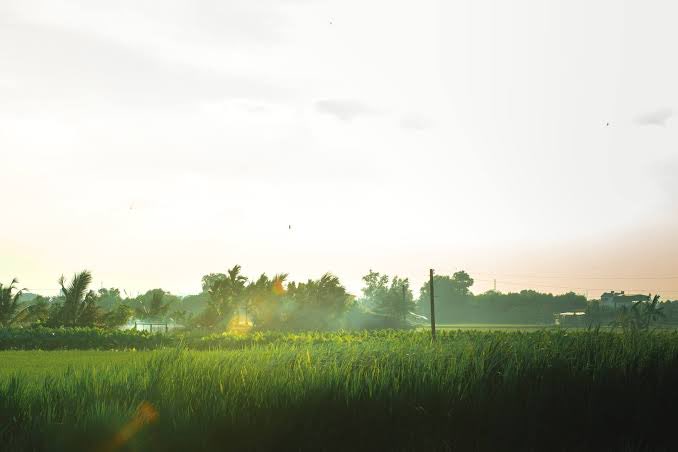 A lush green field of grass or crops sits under a bright, hazy sky with the sun rising or setting behind distant trees and palm trees.