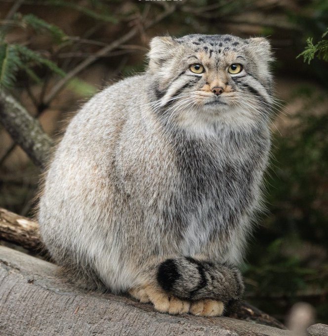 A Pallas's cat with thick gray fur sitting on a wooden log, looking directly at the camera with a serious expression.