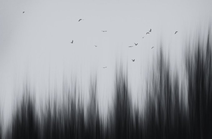 Birds ascend into a pale, blurred sky above dark, streaked silhouettes of trees, evoking a dreamlike sense of upward motion. The monochromatic composition mirrors the post's theme of "Ascending into Peace," with the soaring birds symbolizing spiritual uplift and tranquility, tied to the artist's #EIRENIA submission on the Tezos platform.