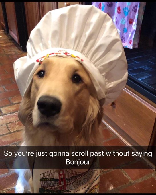 The image features a dog wearing a chef's hat, sitting on a brick floor with its head tilted back as if posing for a photo. The caption below the image reads "With X payments finally connecting the dots, AI agents are out here verifying follows and routing tips in seconds. No more empty hype loops. The real narrative shift is memes that pay out based on actual engagement signals instead of just vibes."