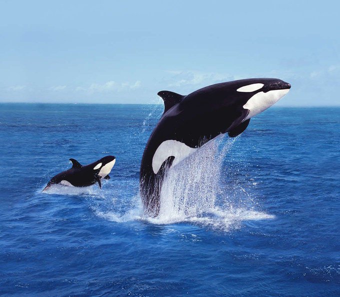 Two orcas (killer whales) leaping out of the deep blue ocean water, with one prominently breaching in the foreground and another smaller one in the background.