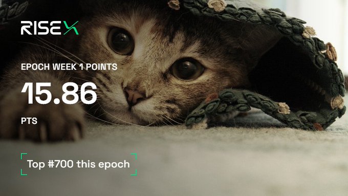 A RISE X promotional graphic featuring a tabby kitten with a toy snake, displaying 'EPOCH WEEK 1 POINTS: 15.86 PTS' and 'Top #700 this epoch.'