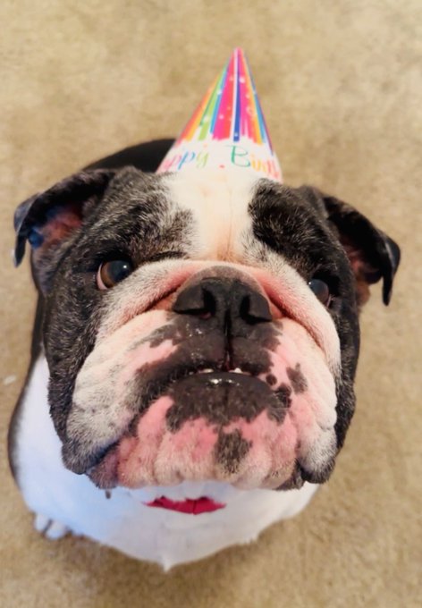 A close-up portrait of a grumpy-looking bulldog or pug wearing a colorful party hat that reads "Happy Birthday."