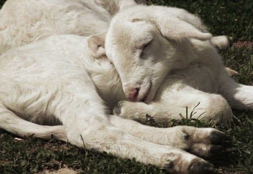 A young white puppy sleeps peacefully on the grass, its head resting gently on its front paws with eyes closed in a relaxed pose.