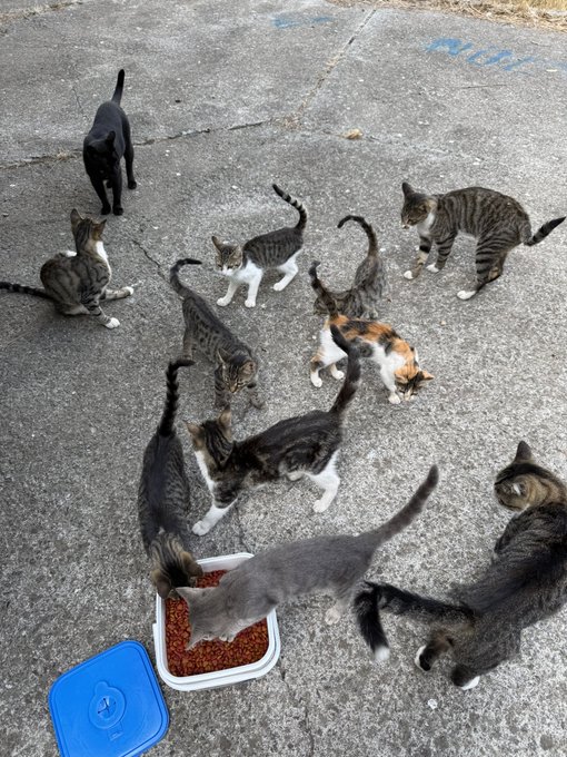 Several cats of varying colors gather around a white container of dry food on a concrete surface, with a blue lid nearby.