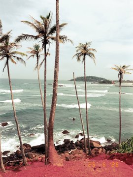 The image features palm trees with their trunks sticking up against a backdrop of water, possibly an ocean or sea. The sky above them appears cloudy, suggesting that the photo was taken during daylight hours. The caption "GM Day 224- random GM photo a day until @avax hits ATH" is present in the image, which might be related to a social media post or event happening on that particular day.

The main focus of the image is the palm trees and their surroundings, with the water providing a serene backdrop. The cloudy sky adds an interesting contrast to the scene, making it visually appealing.