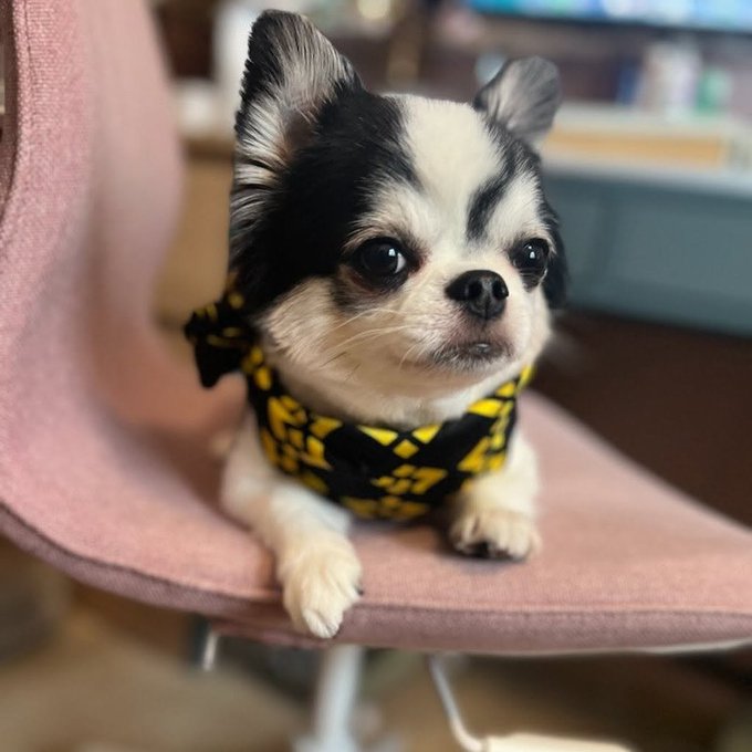 A small black and white Chihuahua dog wearing a yellow and black checkered bandana, sitting on a pink chair.