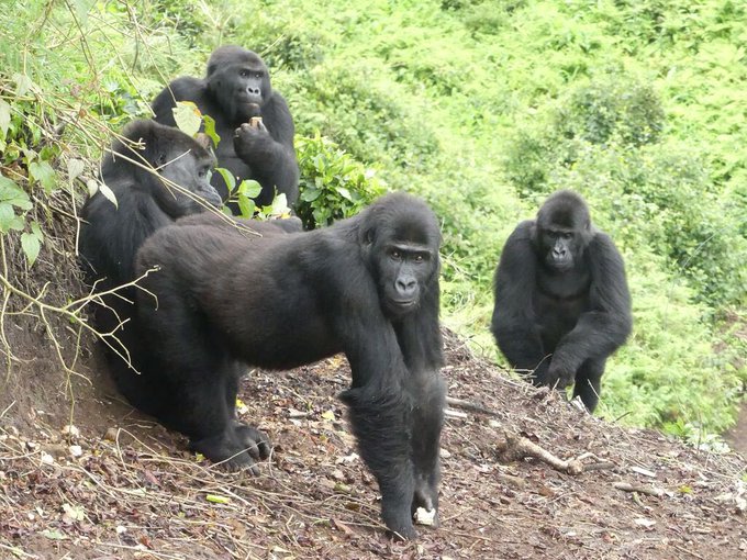 A group of four gorillas rests on a dirt slope in a lush green forest environment.