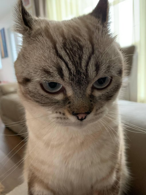 A close-up photograph of a grumpy-looking gray tabby cat with blue eyes sitting on a couch.