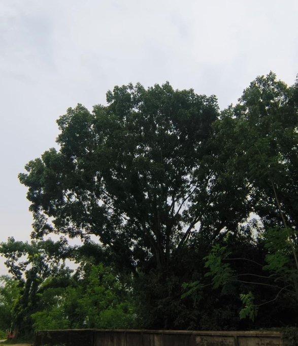 The image features a large tree with green leaves, standing tall against an overcast sky. In the background, there are other trees that add depth to the scene. The caption of the image reads "Good Afternoon All $BASE Lover Stay working in @base Every cycle has a chain that attracts attention. The next winner may be the one already attracting developers. Base keeps gaining momentum. W Base builder @jessepollak".