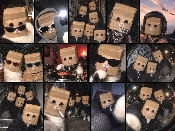 A collage of cats wearing cardboard box masks with eye holes, often accessorized with sunglasses, headphones, or scarves, showcasing the whimsical "ZCAT" meme culture referenced in the post about this feline cardboard box movement.