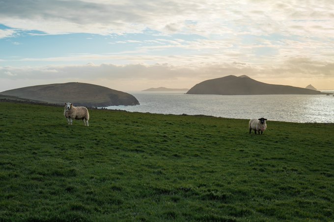A serene coastal landscape with two sheep grazing on a lush green hillside overlooking the ocean, with mountainous islands visible on the horizon under a cloudy sky at sunset.