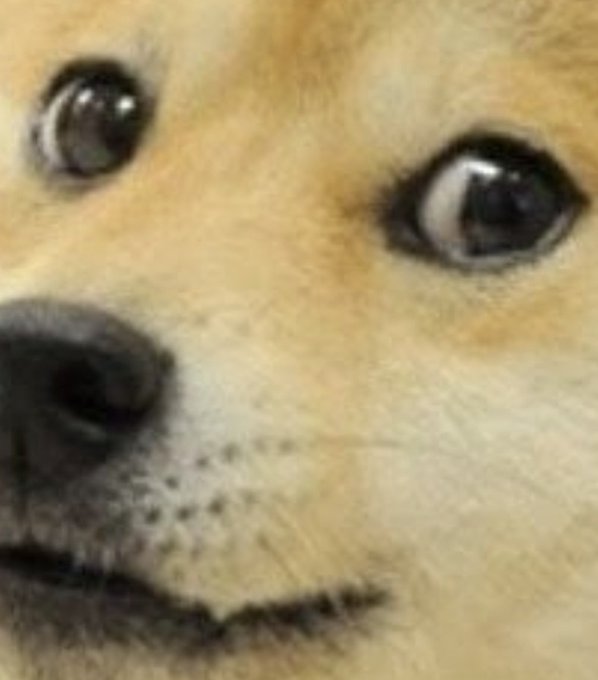 A close-up photograph of a Shiba Inu dog's face, widely recognized as the 'doge' meme.