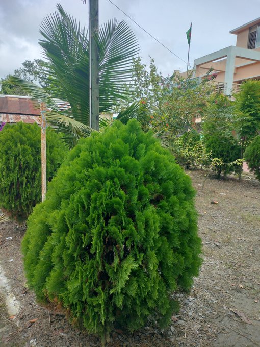 A vibrant green, cone-shaped ornamental shrub stands in a dirt yard, with a tall palm tree, other plants, and a peach-colored house visible in the background.