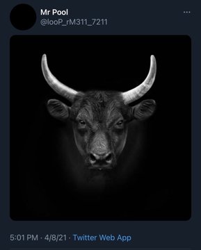 A tweet by Mr Pool (@loop_rM311_7211) posted on 4/8/21 at 5:01 PM features a striking black-and-white image of a bull's head emerging from darkness with its horns prominently illuminated against a black background. The accompanying caption "8/4 XRP A bull emerges out of the shadows. Excitement hours. I hope your ducks are in a row." uses the bull imagery as a bullish symbol for XRP, suggesting a positive market outlook.