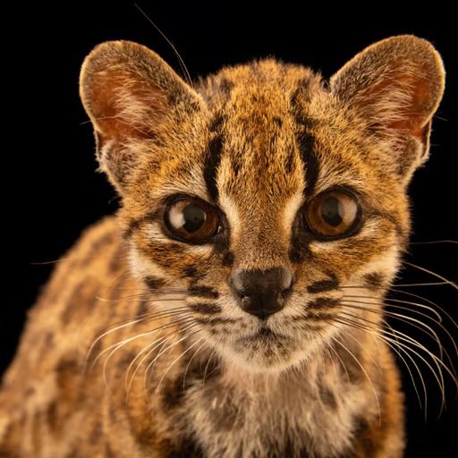 A close-up portrait of a small wild cat, possibly a margay or ocelot kitten, with striking spotted fur and large brown eyes set against a black background.