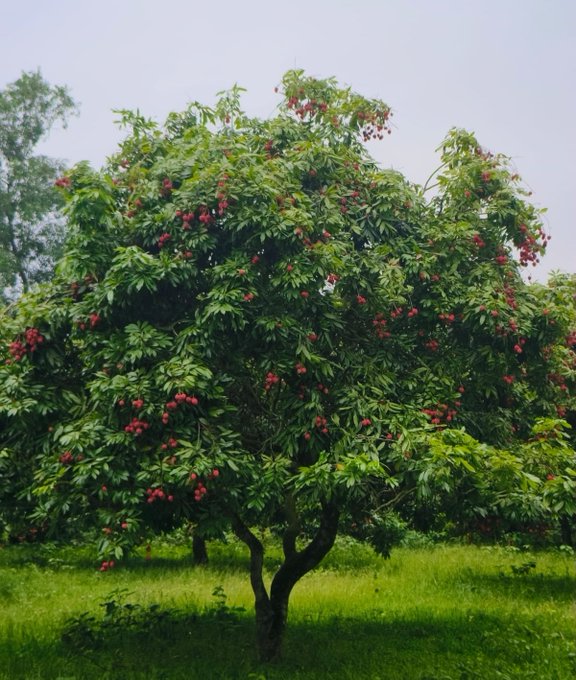 The image features a large tree with lots of green leaves, and numerous red fruits growing from its branches. The tree appears to be located outdoors, possibly in a park or garden setting. The photo captures the essence of nature's beauty and abundance, showcasing the fruit-bearing capabilities of the tree.